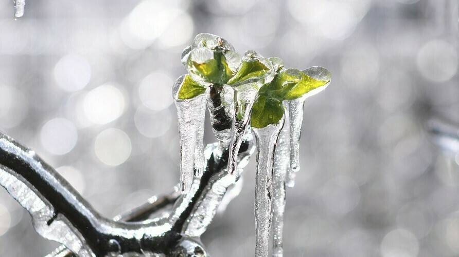 agriges-estres-termico-cultivos|agriges-CYNOYL-z-special|53bc47e9|527b7157